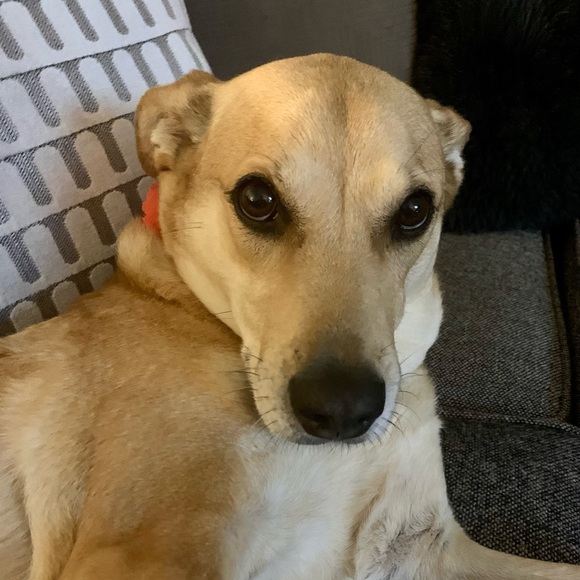 Meet your Posher, Melissa - Picture 1 of 1